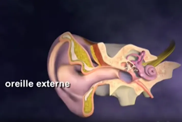 l'oreille externe