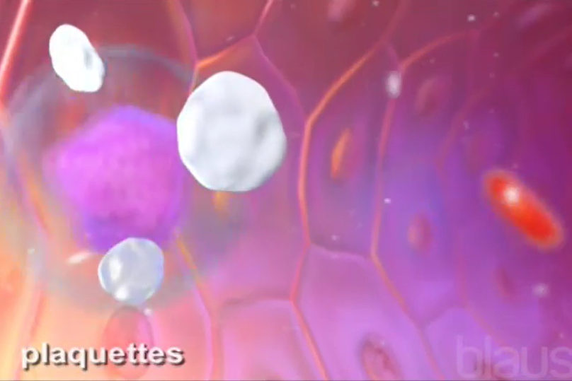 Plaquettes (thrombocytes) 