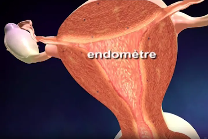  l’endomètre 