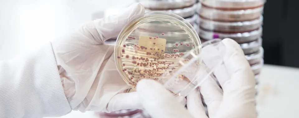 Image d'entérobactéries - HUG