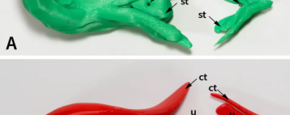 Abdulcadir J, Dewaele R, Firmenich N, et al. In Vivo Imaging–Based 3-Dimensional Pelvic Prototype Models to Improve Education Regarding Sexual Anatomy and Physiology. J Sex Med 