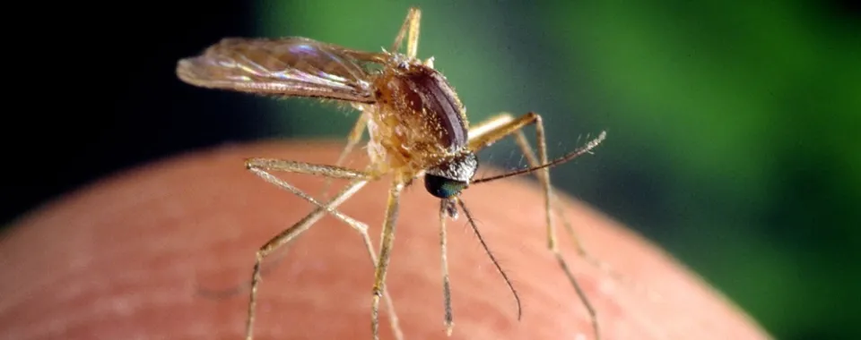 Moustique de type Culex