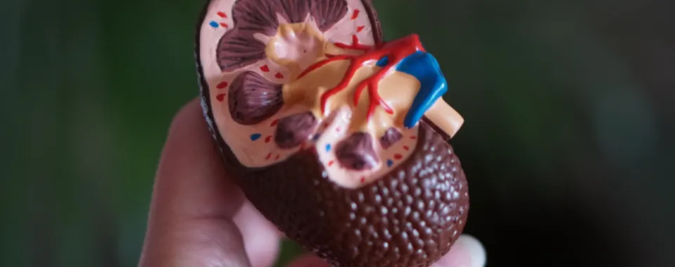 Vers une meilleure compréhension de la mortalité liée à l’insuffisance rénale aiguë - Photo by Robina Weermeijer on Unsplash