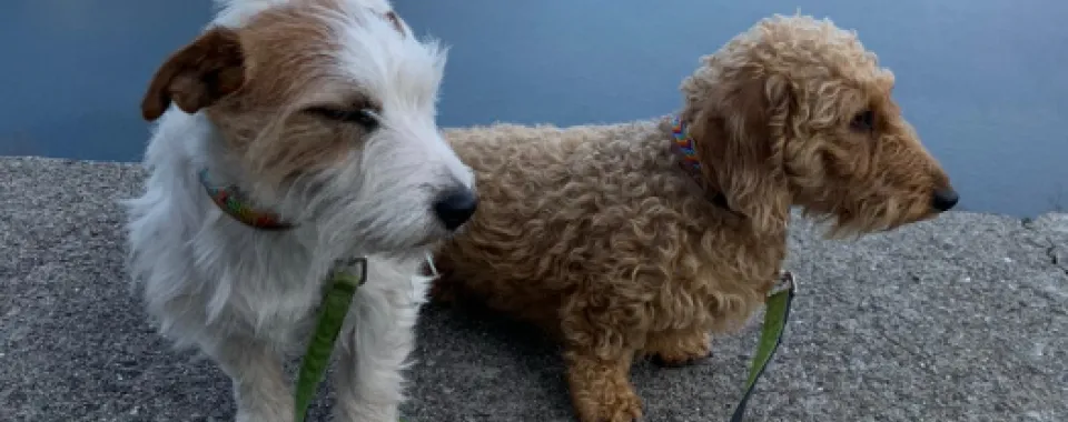 Disparition de Coco et Roxy : Chiens de thérapie aux HUG