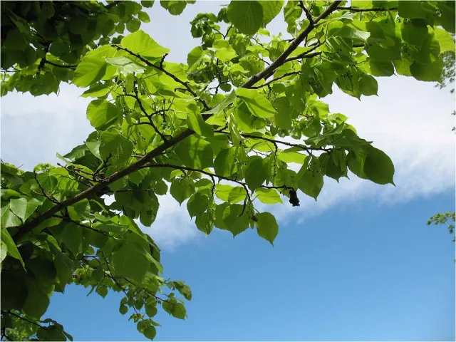 Troubles psychiques et réadaptation à la vie en société 