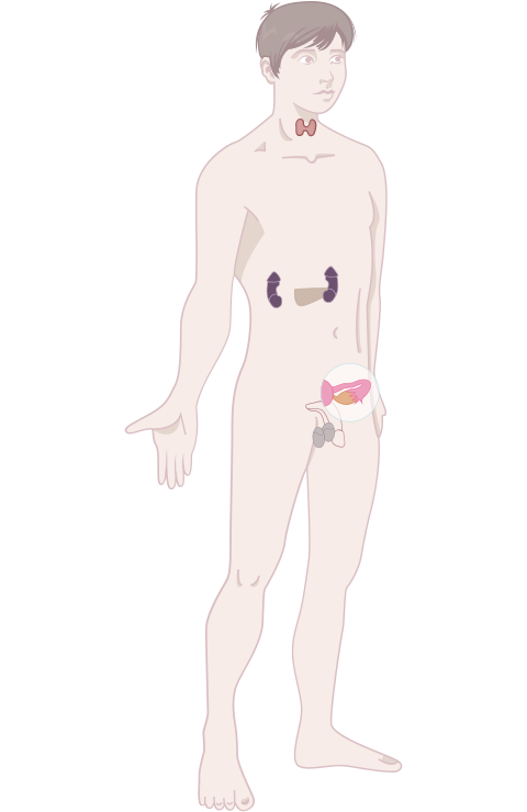 Système endocrinien