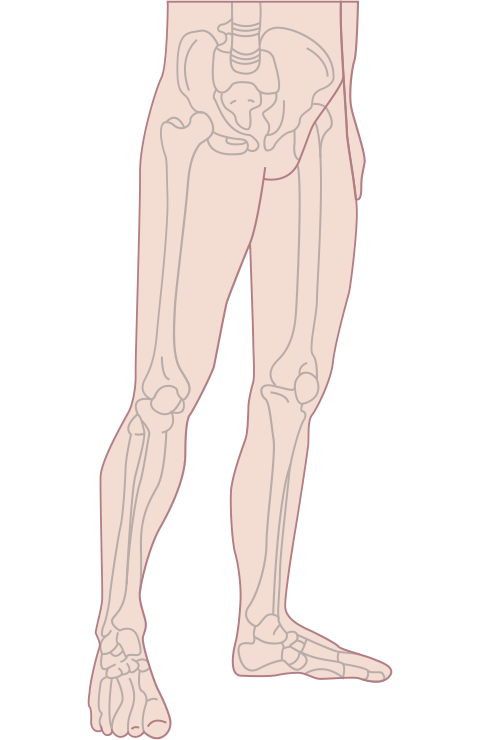 Membres inférieurs