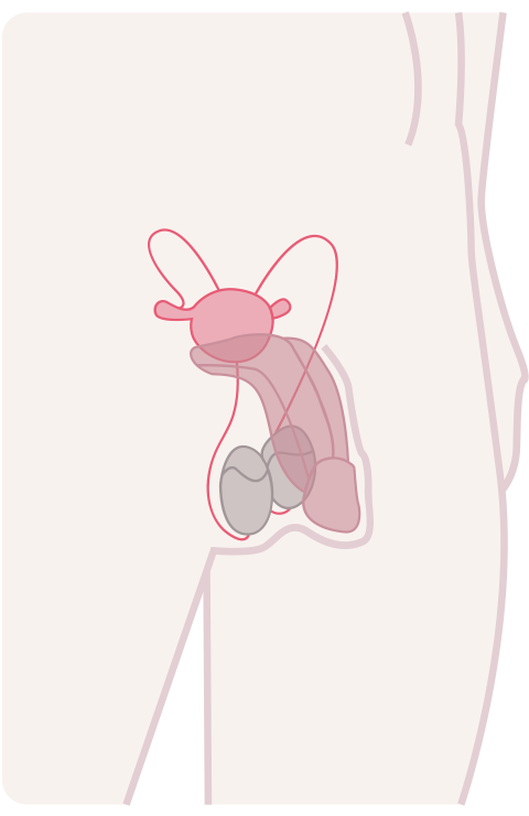 Appareil reproducteur masculin