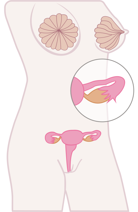 Appareil reproducteur féminin